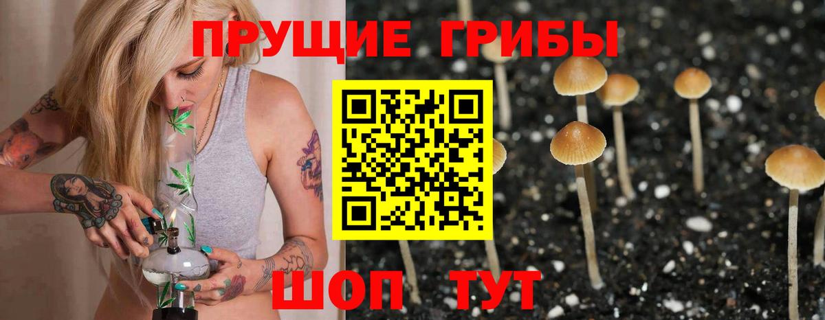 Галлюциногенные грибы Psilocybe Горно-Алтайск